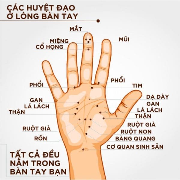 Minh họa huyệt vị bàn tay
